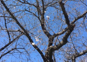 熊本桜
